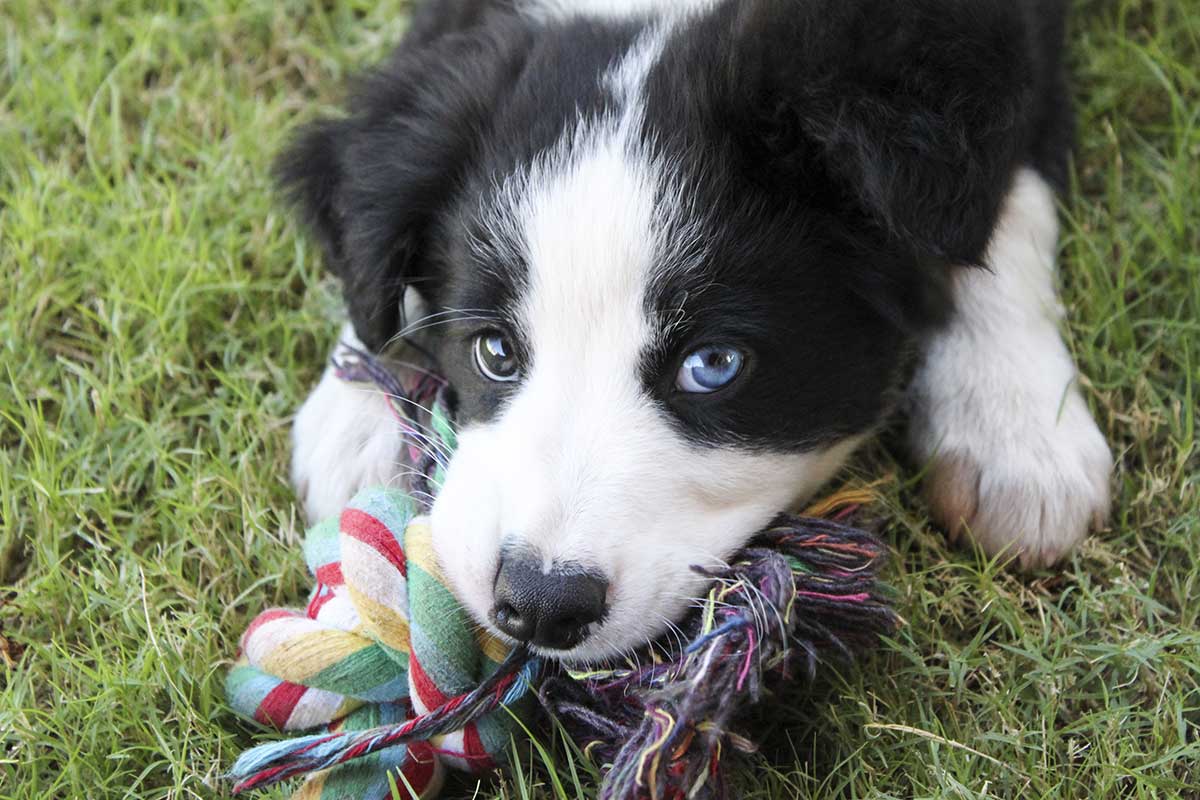 Border-Collie-Welpe