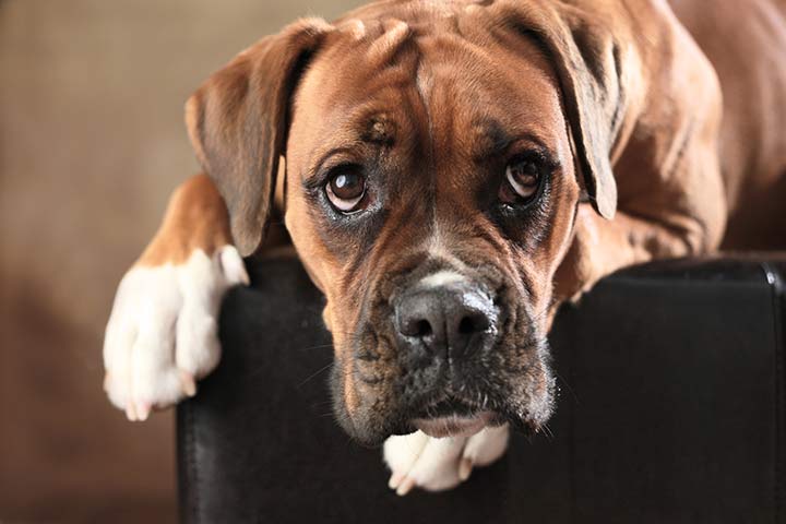 Cherche boxer chien à adopter