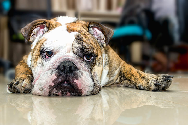 Faule Bulldogge