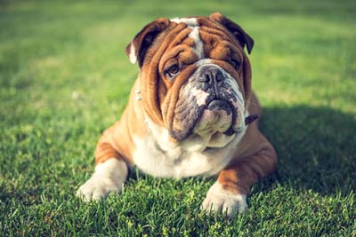 Englische Bulldogge