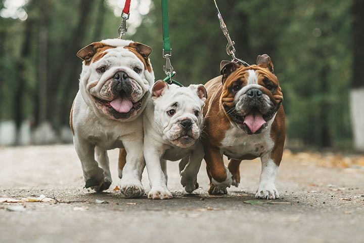 Bulldogge