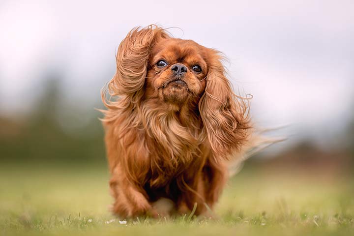 Cavalier King Charles Spaniel