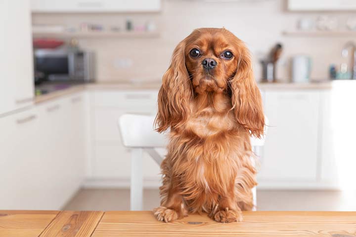 Cavalier King Charles Spaniel