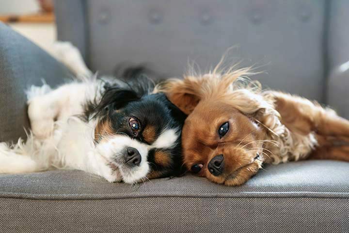 Cavalier King Charles Spaniel