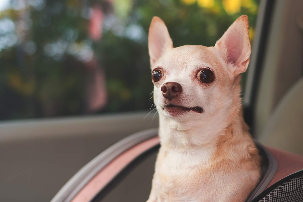 Chihuahua