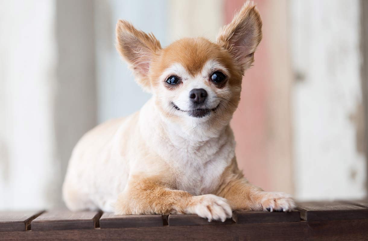Lächelnder Chihuahua