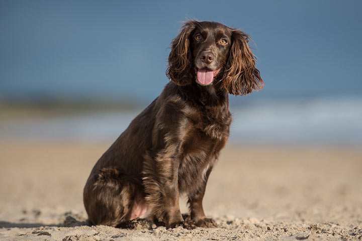 Cocker Spaniel