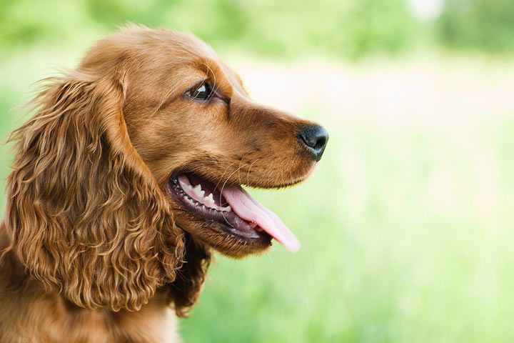 Cocker Spaniel