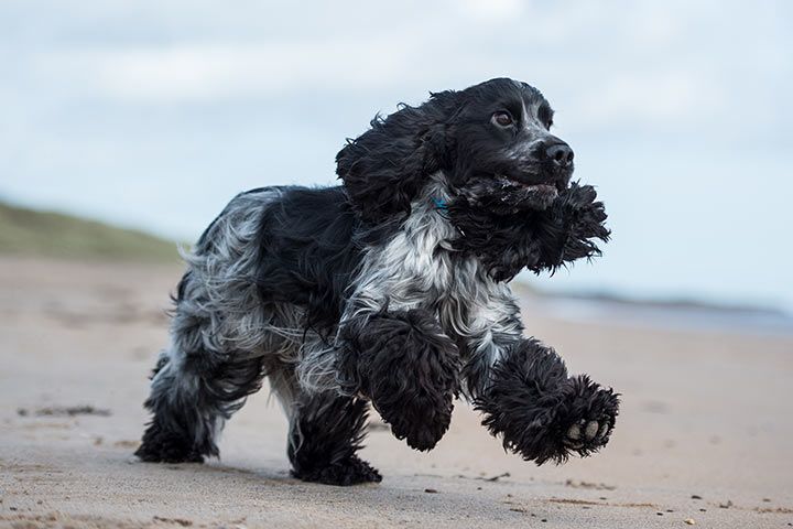 Cocker spaniel kaufen