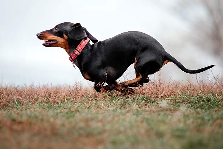 Jagdtrieb beim Dackel