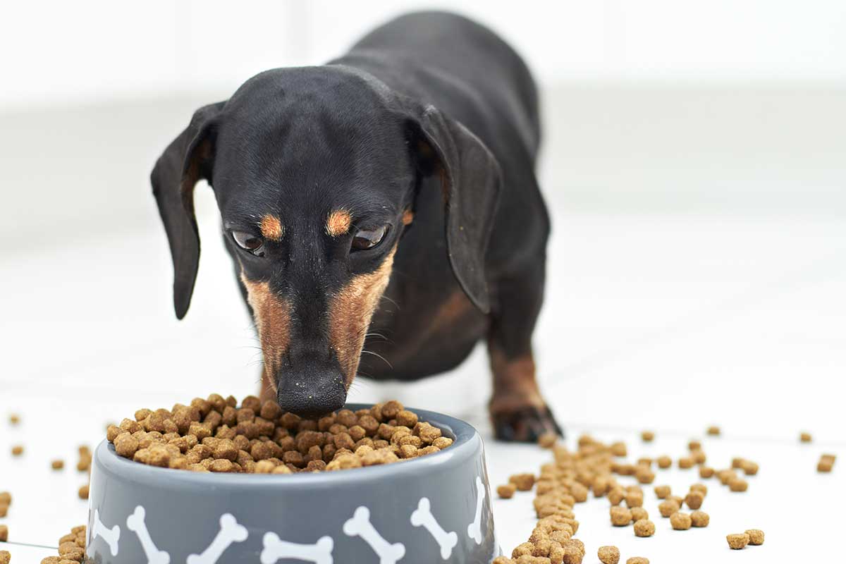 Hund am Futternapf