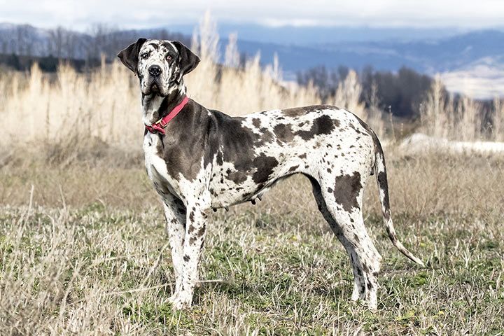 efterfølger sejr værst Deutsche Dogge Hund - Steckbrief - Charakter, Haltung, Pflege