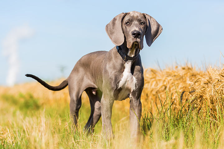 Deutsche Dogge