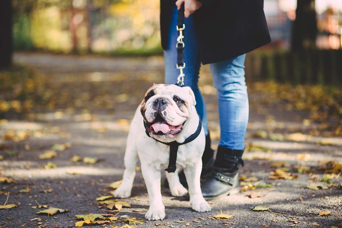 Englische Bulldoggen haben durch Zucht sehr kurze Nasen