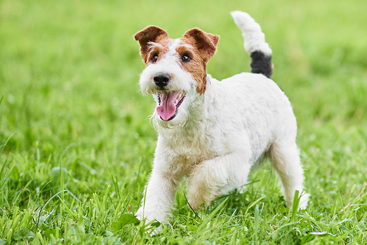 Fox Terrier