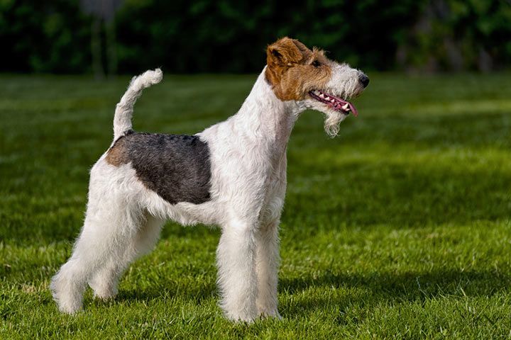 Fox Terrier