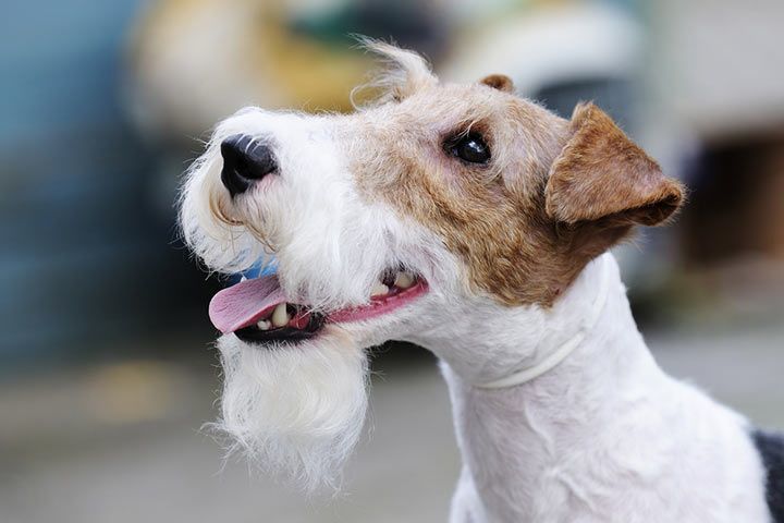 Fox Terrier