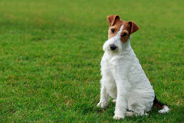 Fox Terrier