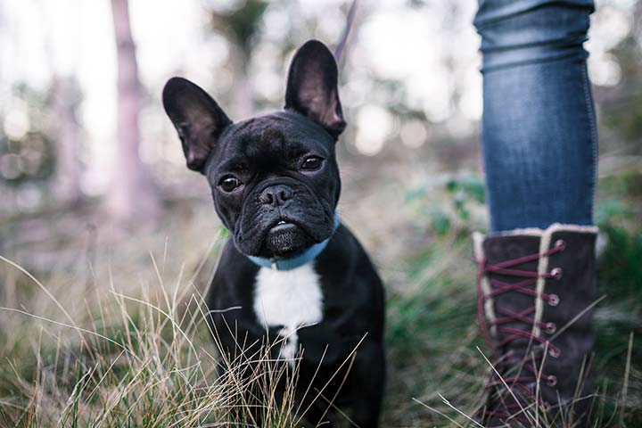 Sind Fluffy Frenchies ein Mix aus Zwergspitz und Französische