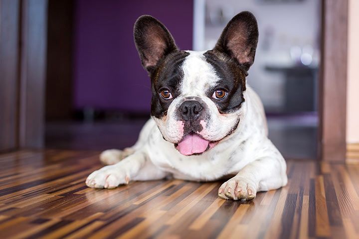 Französische Bulldogge im Haus