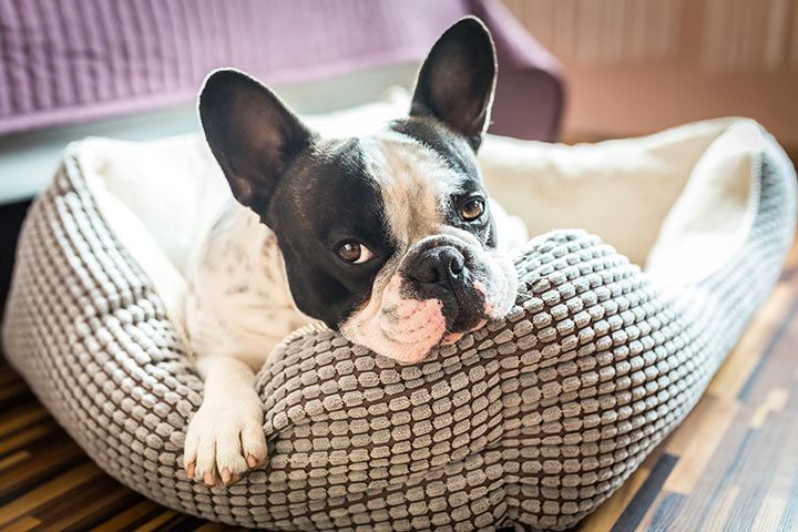 was wiegt eine ausgewachsene franzosische bulldogge