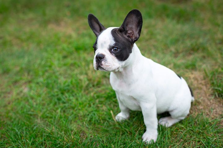 Französische Bulldogge