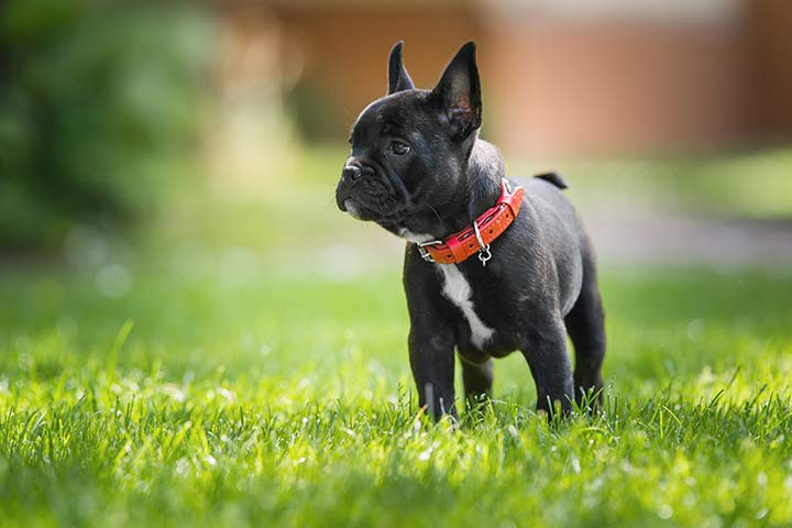 Französische Bulldogge