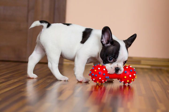 Französische Bulldogge mit Spielzeug