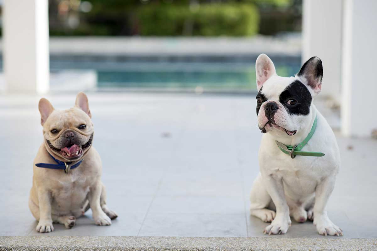 Französische Bulldoggen