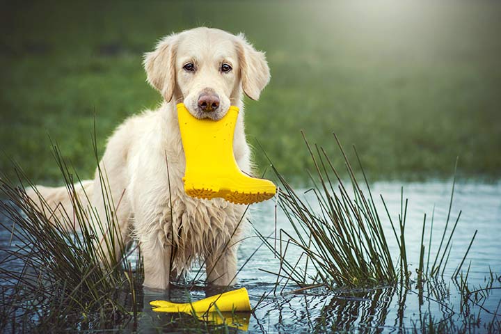 Golden Retriever