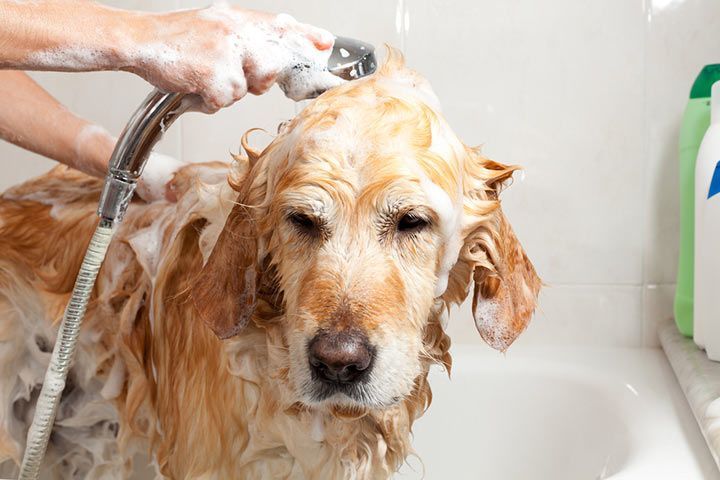 Golden Retriever wird in der Badewanne gewaschen