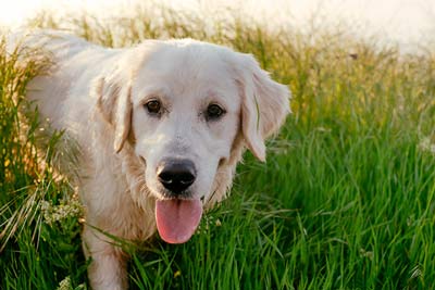 Golden Retriever