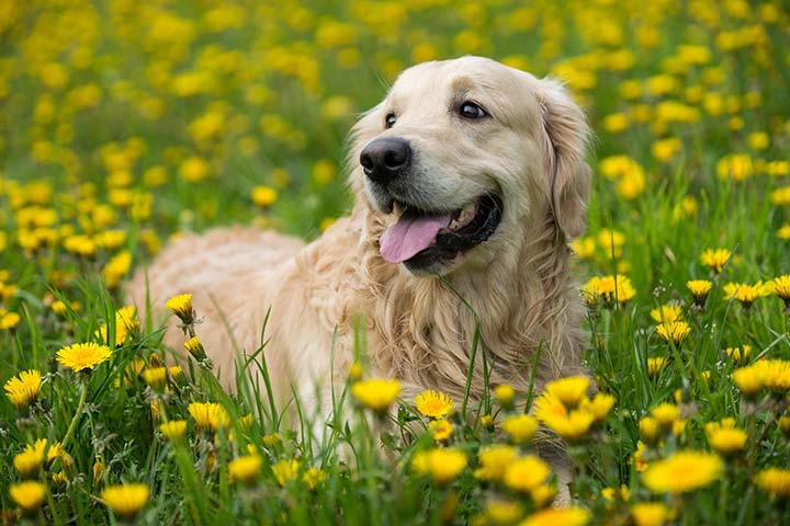 Golden Retriever