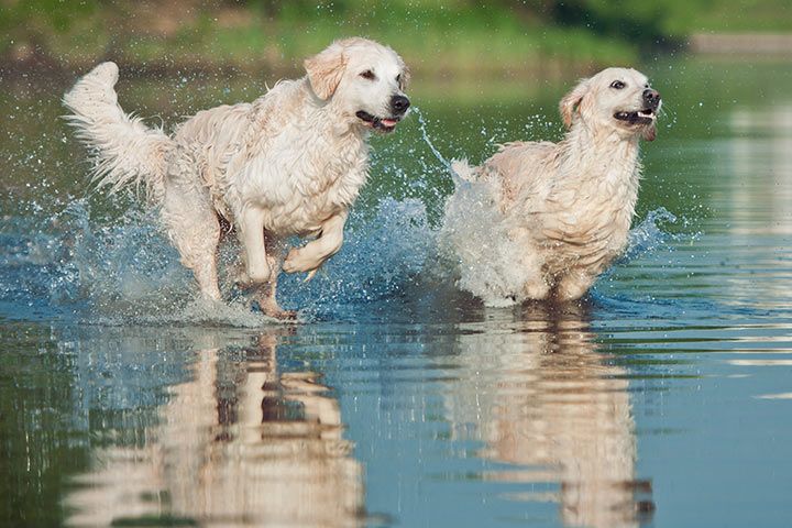 Golden Retriever rennen durchs Wasser