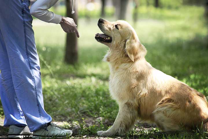 Golden Retriever erhält ein Kommando