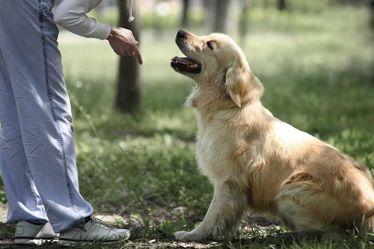 Golden Retriever