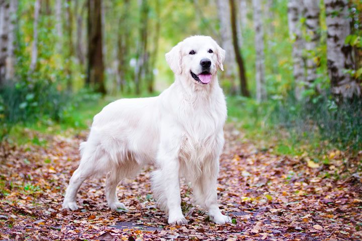 Golden Retriever