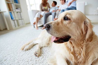 Hunde für die Wohnung