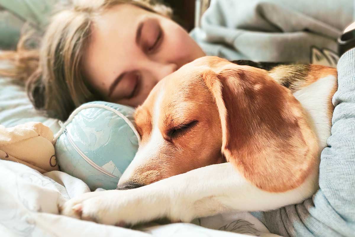 Hund schläft im Bett