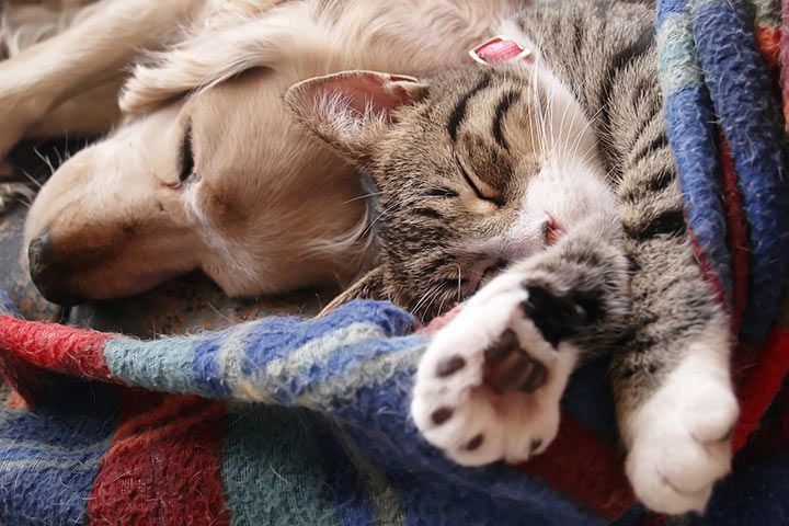 Katzenrassen Die Mit Hunden Gut Auskommen