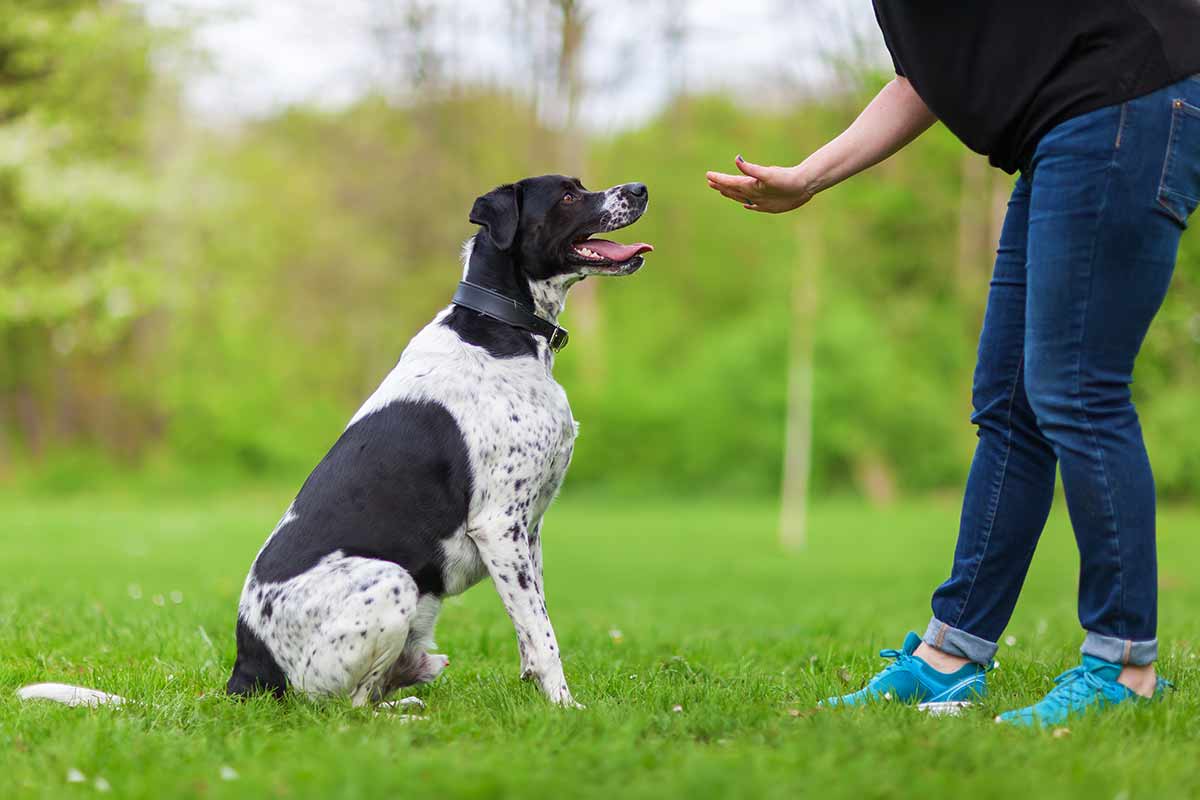 Hund erhält einen Befehl