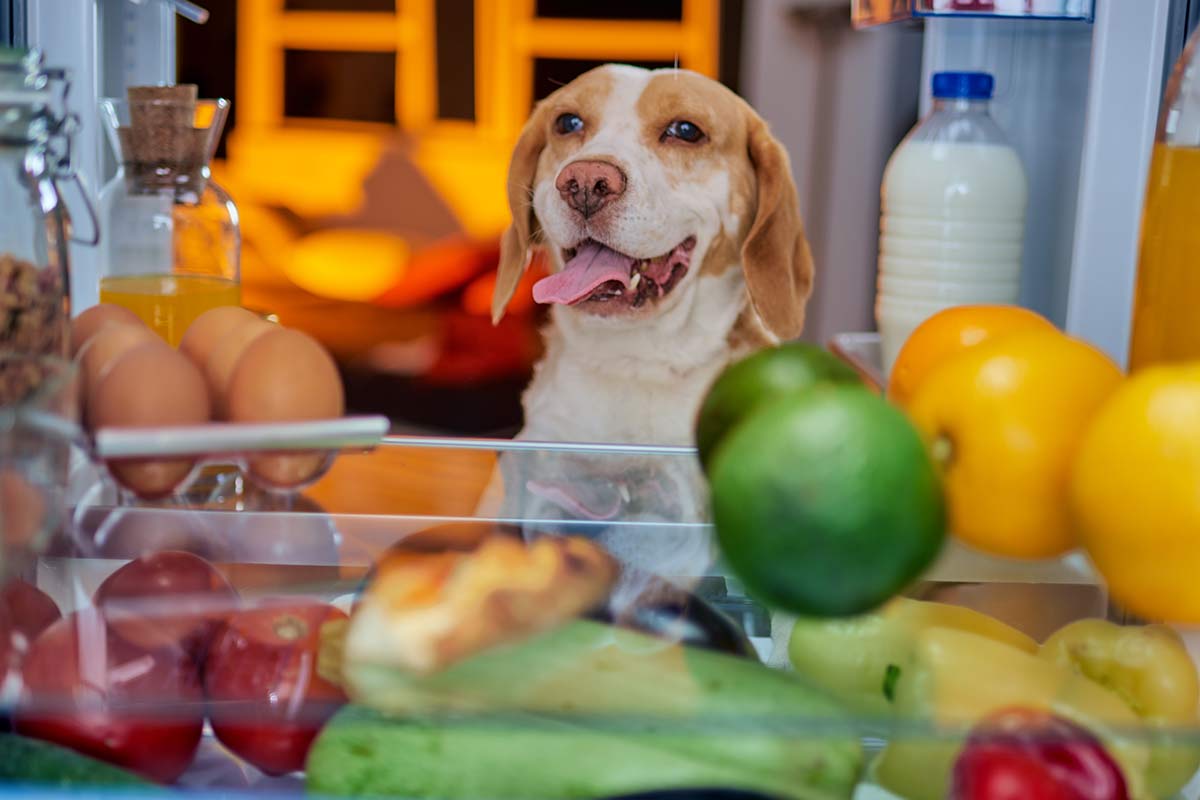 Hund am Kühlschrank