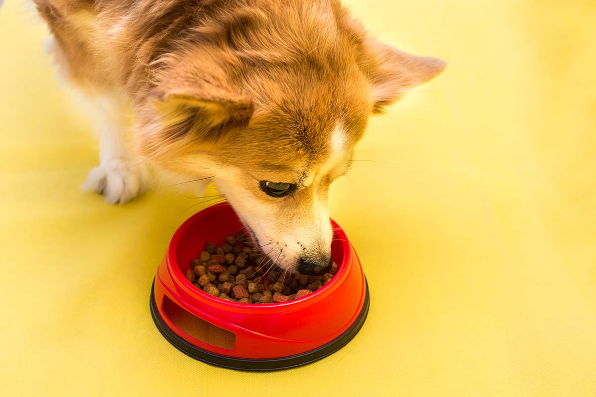 Ein Hund isst aus einem gefüllten Napf