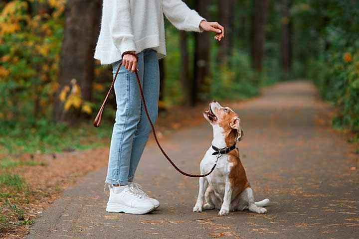 Training mit dem Hund im Wald