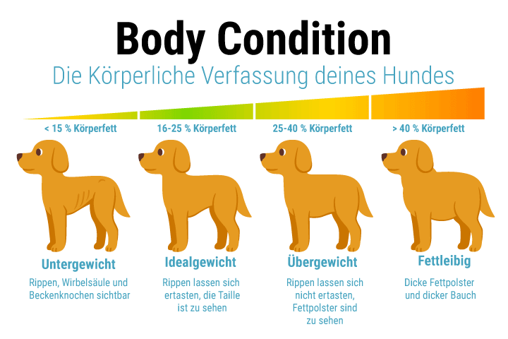 Übergewicht oder Untergewicht bei Hunden