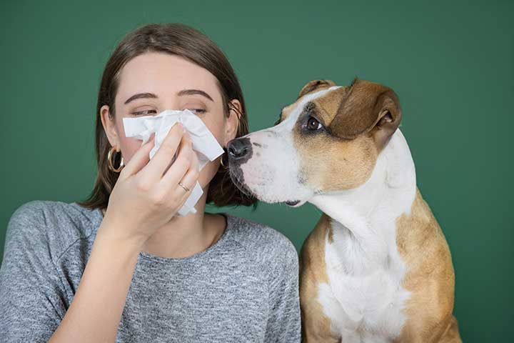 Hundehaar-Allergie