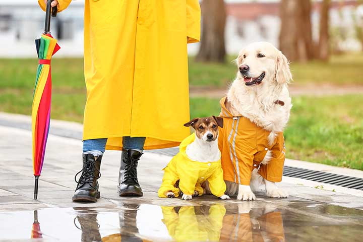 Hunde-Bekleidung