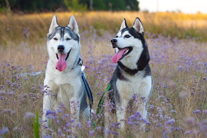 Sibirischer Husky