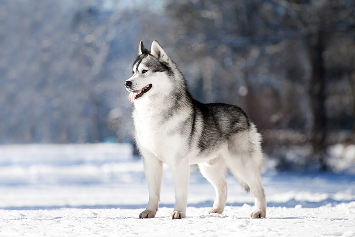 Sibirischer Husky im Schnee