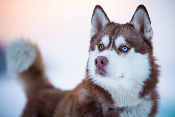 Sibirischer Husky